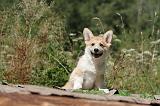 CORGI PEMBROKE 218